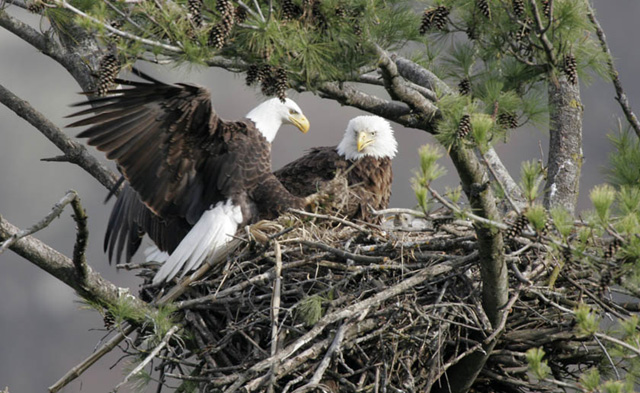 Kennedy Space Center Eagles