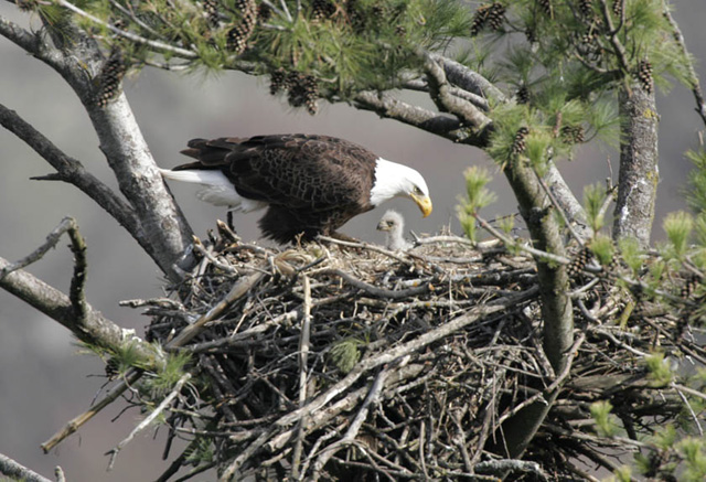 Kennedy Space Center Eagles